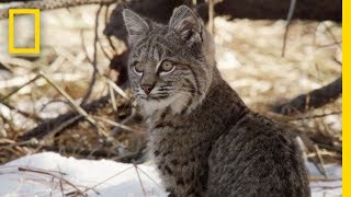 Bobcat Cubs Steal Mom's Food | National Geographic