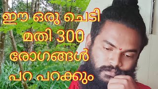 ഈ ഒരു ഒറ്റ ചെടി മതി 300 റിൽ അതികം അസുഖങ്ങൾ മാറും #ayurveda#plants #malayalam