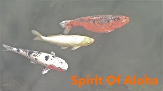 The Spirit Of Aloha What Is It