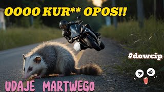 DAWKA ŚMIECHU - ZDERZENIE MOTOCYKLISTY I OPOSA 🤣