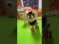 ポン心は難しい😂 柴犬 チワワ shorts