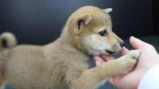 柴犬女子7月30日生まれ