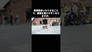 犬の肉球に関する雑学🐾