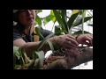 Orchid planting in the Rainforest Biome