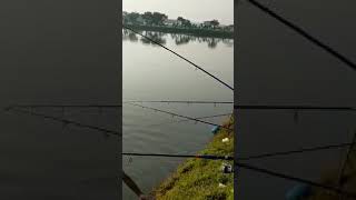 pabna potirazpur/পাবনা পতিরাজপুর এ তালেব ভাইয়ের পুকুরের মনস্টার রুই জহুরুল ভাইয়ের হিট