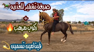 # فلوق (24) طريقة صبغة التشقير للخيل😍 |مع افضل فيتامين تغذيه لتسمين🐎