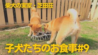 【大好きな食事の時間！】子犬たちのお食事#9【柴犬の実家・芝田荘】