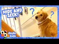 Play Hide-And-Seek With This Sneaky Pup! | Dodo Kids | Animal Videos