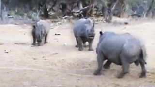 Male Rhino Versus Mother and Calf