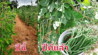 ใส่ปุ๋ยถั่วฝักยาวสูตรไหนดก สูตรไหนดีจนต้องเก็บขาย