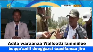 Adda waraanaa Wallootti lammiilee buqqa'aniif deeggarsi taasifamaa jira