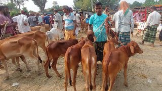 @আজ ০৯ নভেম্বর  ২৪ | সবচেয়ে ছোট ছোট বকনা বাছুর গরুর দাম | আফতাবগঞ্জ হাট| দিনাজপুর