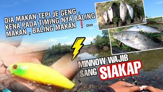 Minnow Yang Menjadi Rebutan Siakap Sungai Paya Bakau