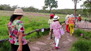 ทุ่งบัวสวรรค์ อุทยานแห่งชาติไทรทอง อ.หนองบัวระเหว จ.ชัยภูมิ