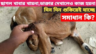 ছাগল খাবার খায়না || ডাক্তার দেখালেও কাজ হয়না || ছাগল দিন দিন শুকিয়েই যাচ্ছে