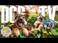 Cutest Puppy Video for Puppies to Watch 🐶 50 Cute Puppies Play Outside 🐶 Relaxing Dog Music Dog TV