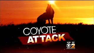 Coyote Attacks Man In Bergen County
