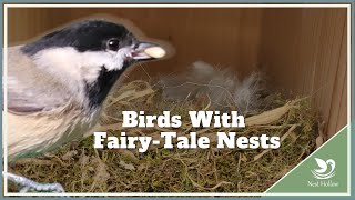 Chickadee Nesting Facts - Material, fledge time behavior and more!