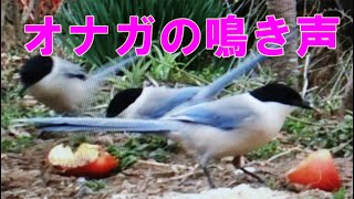 野鳥オナガの鳴き声・至近距離