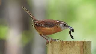 Cute Wren eats a mealworm