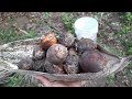 பாக்கு மரம் பாக்கு அறுவடை harvest arecanut from my garden 🏡 homegardening organicgarden