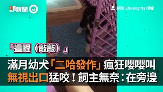 小哈士奇犬滿月瘋狂嚶嚶二哈叫 無視出口猛咬圍欄！｜寵物｜狗狗