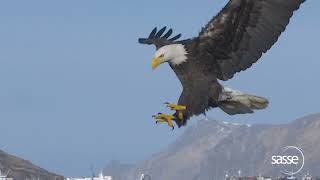 Bald Eagle Landing sequence - full details in #slomo 1000fps (real time 1 sec) #wildlife #nature