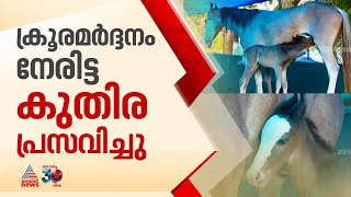 കണ്മണി സൗഖ്യമാ..ദിയയ്ക്ക് ആൺകുഞ്ഞ് പിറന്നു, കൊല്ലത്ത് ക്രൂര ആക്രമണം നേരിട്ട കുതിര പ്രസവിച്ചു