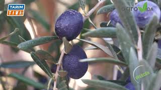 Zeytin Üreticileri Uyarıldı.