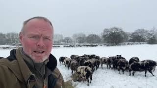 Feeding the Sheep in Knee-High Snow!