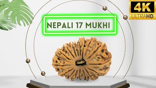 17 Mukhi Rudraksha From Nepal | Benefits of Powerful 17 Mukhi Rudraksha for Success and Growth #Nepa