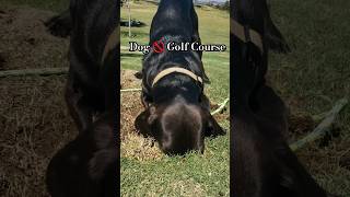 Dog on a golf course? 🚫 #golf #dogs