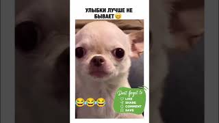 собака улыбается смешно #chicken