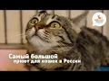 Самый большой частный приют для кошек 