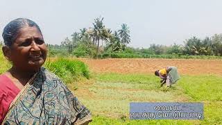 மரிக்கொழுந்து சாகுபடி தொழில் நுட்பம் - Marikolunthu Cultivation  Technique