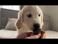 golden retriever puppy meets mom cat with newborn kittens for the first time