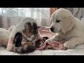 golden retriever puppy meets mom cat with newborn kittens for the first time