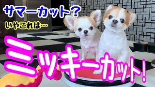 チワワのサマーカットを超えたミッキーカット！【犬】