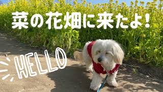 【足短犬キナリのお散歩日記】菜の花畑に来たよ！