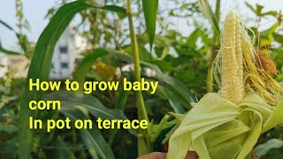 Baby corn को अपने terrace पर pot मे लगाने का आसान तरीका results के साथ.  detail video of baby corn