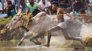 കൊളങ്ങര കാളപൂട്ട്  മനോഹരമാക്കിയ ഫസ്റ്റ് റൗണ്ട് വീഡിയോസ്