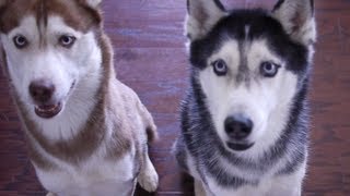 Mishka and the Precarious Wine Glass! - SUBTITLED