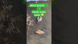 Wild Duck Couple searching something under water 🦆🦆🌞👍