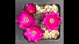 Sulcorebutia raushii 2018 Youtube