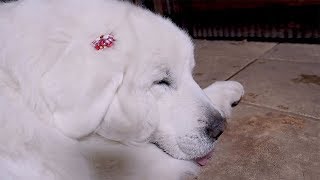 シャンプーして真っ白になったルンルンです　Great Pyrenees　グレートピレニーズ