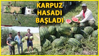 Adana'da Karpuz Hasadı Başladı