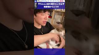 猫達が可愛すぎてDaiGoの話が入ってこない件。part002【メンタリストDaiGo#shorts】【質疑応答切り抜き】