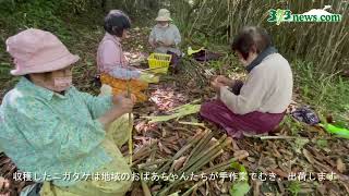 あく少なく、食感柔らか…初夏の食卓彩るニガダケ、収穫期　種子島