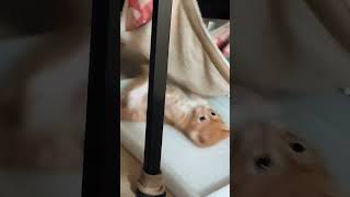 Kitten loves the hammock ★ ハンモックが大好きな子猫