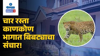 Canacona News - चार रस्ता काणकोण भागात बिबट्याचा संचार! | Gomantak TV